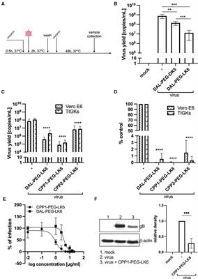 Antiviral activity of temporin-1CEb analogues against gingival infection with herpes simplex virus type 1